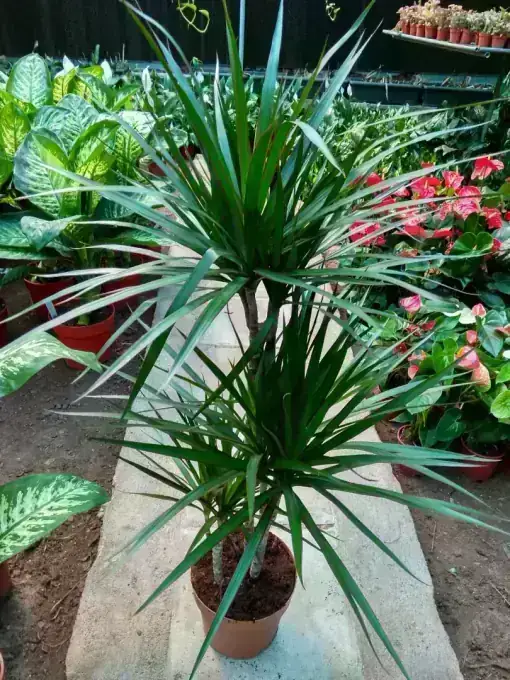 Indoor plants available at Wadi Al Lawami nursery, Oman